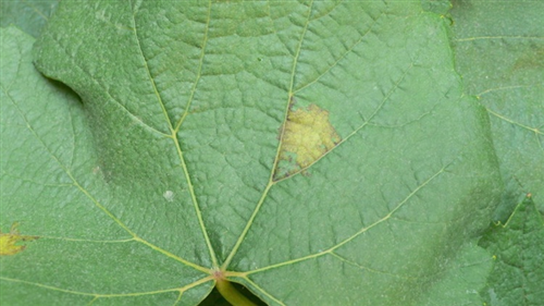 Difesa integrata della vite